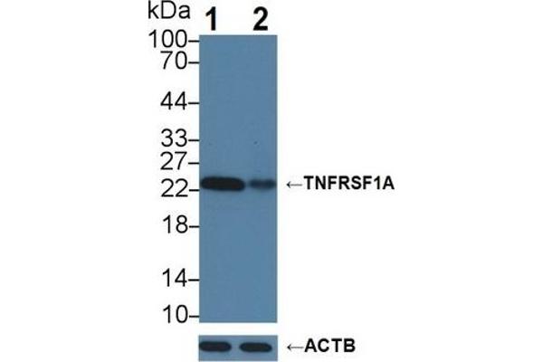 TNFRSF1A Antikörper  (AA 248-428)