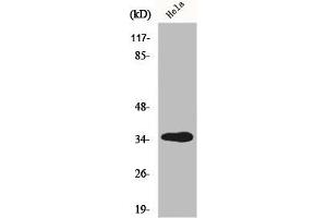 Western Blot analysis of HT29 cells using GIMAP5 Polyclonal Antibody (GIMAP5 Antikörper  (C-Term))
