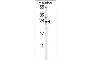 MUTED Antibody (Center) (ABIN654098 and ABIN2843982) western blot analysis in mouse bladder tissue lysates (15 μg/lane). (MUTED Antikörper  (AA 40-68))