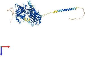 ENTPD4 Protein (AA 1-613) (His tag)