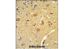 Formalin-fixed and paraffin-embedded human brain tissue reacted with TOA Antibody (N-term), which was peroxidase-conjugated to the secondary antibody, followed by DAB staining. (TOM70 Antikörper  (N-Term))