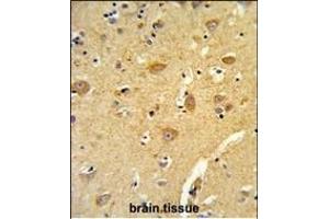 Formalin-fixed and paraffin-embedded human brain tissue reacted with TOA Antibody (N-term), which was peroxidase-conjugated to the secondary antibody, followed by DAB staining.