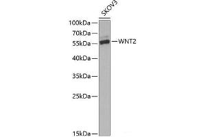 Western blot analysis of extracts of SKOV3 cells using WNT2 Polyclonal Antibody at dilution of 1:1000. (WNT2 Antikörper)