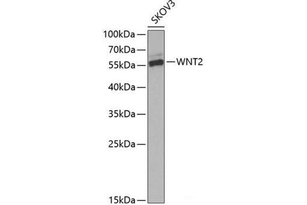 WNT2 抗体