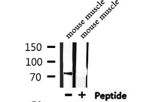 Western blot analysis of extracts from mouse muscle, using USP44 Antibody. (USP44 Antikörper  (Internal Region))