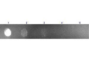 Dot Blot of Anti Mouse IgG (Rabbit) mx Hu-Rhodamine conjugated Dot Blot of Anti Mouse IgG (Rabbit) mx Hu-Rhodamine conjugated.