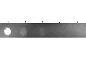 Dot Blot of Anti Mouse IgG (Rabbit) mx Hu-Rhodamine conjugated Dot Blot of Anti Mouse IgG (Rabbit) mx Hu-Rhodamine conjugated. (Kaninchen anti-Maus IgG (Heavy & Light Chain) Antikörper (TRITC) - Preadsorbed)