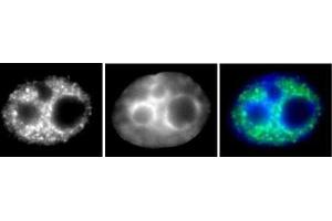 RNA pol II phospho Ser5 antibody (mAb) (Clone 1H4B6) tested by Immunofluorescence. (Rpb1 CTD Antikörper  (Ser5))