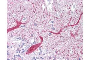 Anti-PON1 antibody IHC of human brain, cerebellum. (PON1 Antikörper  (AA 215-264))