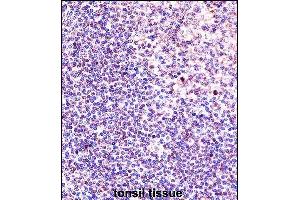 ANP32A Antibody (Center) (ABIN657650 and ABIN2846645) immunohistochemistry analysis in formalin fixed and paraffin embedded human tonsil tissue followed by peroxidase conjugation of the secondary antibody and DAB staining. (PHAP1 Antikörper  (AA 133-162))