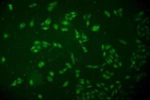 IF analysis of DCK using anti-DCK antibody (ABIN7600254). (DCK Antikörper  (AA 17-260))