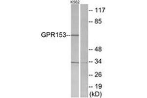 Western Blotting (WB) image for anti-G Protein-Coupled Receptor 153 (GPR153) (AA 291-340) antibody (ABIN2890853) (GPR153 Antikörper  (AA 291-340))