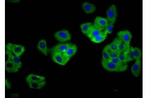 Immunofluorescence staining of HepG2 cells with ABIN7173860 at 1:166, counter-stained with DAPI.