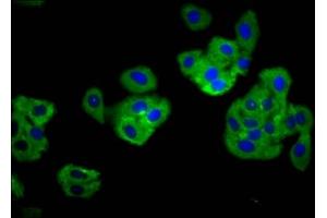 Immunofluorescence staining of HepG2 cells with ABIN7173860 at 1:166, counter-stained with DAPI. (TNFRSF18 Antikörper  (AA 90-162))