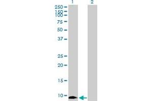 Western Blot analysis of MIF expression in transfected 293T cell line by MIF MaxPab polyclonal antibody. (MIF Antikörper  (AA 1-115))