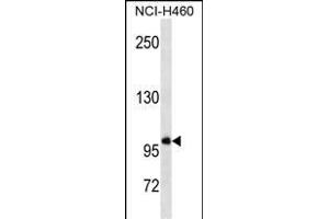 Western Blotting (WB) image for anti-General Transcription Factor IIIC, Polypeptide 3, 102kDa (GTF3C3) (AA 47-76), (N-Term) antibody (ABIN1539406)