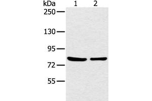 Western blot analysis of 293T cell using CCNT2 Polyclonal Antibody at dilution of 1:200 (Cyclin T2 Antikörper)