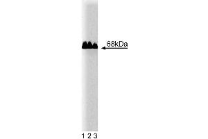 Western blot analysis of Paxillin of human endothelial cell lysate.
