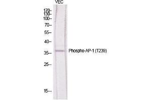 Western Blot (WB) analysis of specific cells using Phospho-AP-1 (T239) Polyclonal Antibody. (C-JUN Antikörper  (pThr239))