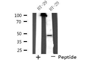 Western blot analysis of extracts from HT-29 cells, using SERPINA11 antibody. (SERPINA11 Antikörper  (N-Term))