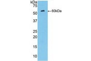 MBL2 anticorps  (AA 130-248)