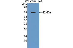 Western blot analysis of recombinant Mouse SLURP1. (SLURP1 Antikörper  (AA 1-110))