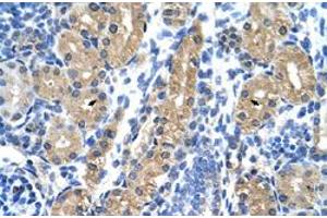Immunohistochemical staining (Formalin-fixed paraffin-embedded sections) of human kidney with HSD17B1 polyclonal antibody  at 4-8 ug/mL working concentration. (HSD17B1 Antikörper  (N-Term))