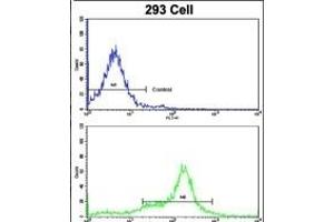 Flow cytometric analysis of 293 cells using KRT10 Antibody (N-term)(bottom histogram) compared to a negative control cell (top histogram).