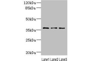 Western blot All lanes: DNAJB2 antibody at 1. (DNAJB2 Antikörper  (AA 215-324))