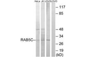 Western blot analysis of extracts from LOVO/HeLa/Jurkat cells, using RAB5C Antibody.