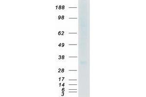 Western Blotting (WB) image for Duffy Blood Group, Chemokine Receptor (DARC) (Transcript Variant 2) protein (Myc-DYKDDDDK Tag) (ABIN2713526)