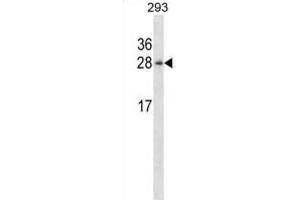 Western Blotting (WB) image for anti-Hematological and Neurological Expressed 1 (HN1) antibody (ABIN2998247) (HN1 Antikörper)