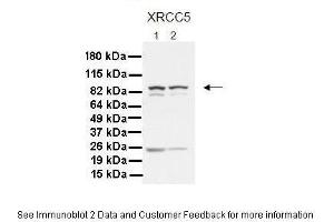 Western Blotting (WB) image for anti-X-Ray Repair Complementing Defective Repair in Chinese Hamster Cells 5 (Double-Strand-Break Rejoining) (XRCC5) (C-Term) antibody (ABIN2778271)