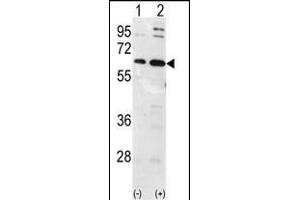 Western blot analysis of Ubiquilin1 (arrow) using Ubiquilin1 Antibody (N-term) (ABIN388965 and ABIN2837880).