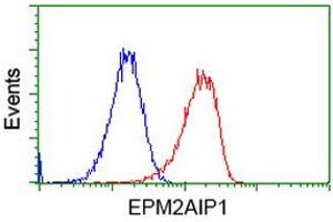 Image no. 2 for anti-EPM2A (Laforin) Interacting Protein 1 (EPM2AIP1) antibody (ABIN1498044) (EPM2AIP1 Antikörper)