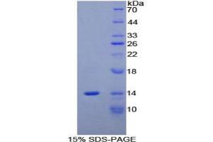 SDS-PAGE analysis of Mouse MPIF2 Protein. (CCL24 Protein)