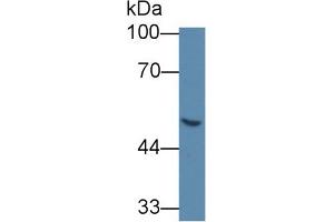 Western Blot; Sample: Human 293T cell lysate; Primary Ab: 5µg/ml Mouse Anti-Human GLa Antibody Second Ab: 0. (GLA Antikörper  (AA 81-429))