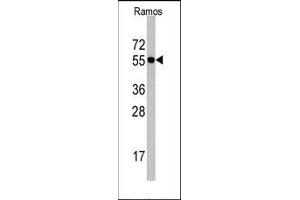 Image no. 1 for anti-Cell Division Cycle 6 Homolog (S. Cerevisiae) (CDC6) (N-Term) antibody (ABIN358768) (CDC6 Antikörper  (N-Term))