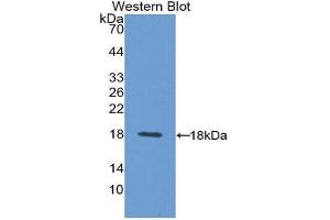 Western Blotting (WB) image for anti-Syndecan 4 (SDC4) (AA 18-145) antibody (ABIN1870679) (SDC4 Antikörper  (AA 18-145))