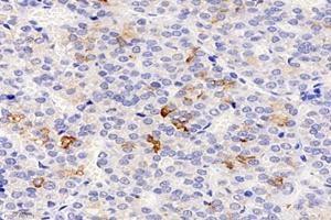 Immunohistochemistry analysis of paraffin-embedded rat pituitary using,CHST8 (ABIN7073301) at dilution of 1: 3000 (CHST8 Antikörper)