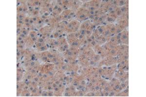 IHC-P analysis of Human Liver Tissue, with DAB staining. (Corin Antikörper  (AA 134-573))
