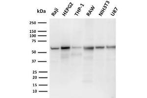 Western Blot Analysis of Raji, HepG2, THP-1, RAW, NIH3T3, U87 cell lysates using PD-L2 Mouse Monoclonal Antibody (PDL2/2676). (PDCD1LG2 Antikörper  (AA 27-220))