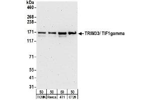 Western Blotting (WB) image for anti-Tripartite Motif Containing 33 (TRIM33) (C-Term) antibody (ABIN7453805) (TRIM33 Antikörper  (C-Term))
