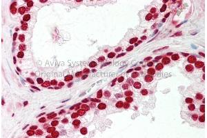 Rabbit Anti-SFRS2B antibody  Formalin Fixed Paraffin Embedded Tissue: Human Adult Prostate  Observed Staining: Cytoplasm in hepatocytes Primary Antibody Concentration: 1:600 Secondary Antibody: Donkey anti-Rabbit-Cy3 Secondary Antibody Concentration: 1:200 Magnification: 20X Exposure Time: 0. (SFRS2B Antikörper  (Middle Region))