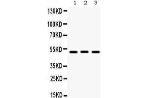 Western Blotting (WB) image for anti-Bone Morphogenetic Protein 5 (BMP5) (AA 332-365), (C-Term) antibody (ABIN3043800) (BMP5 Antikörper  (C-Term))