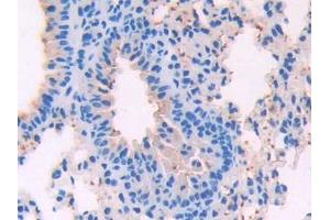 Used in DAB staining on fromalin fixed paraffin- embedded pancreas tissue (SFTPD Antikörper  (AA 259-374))