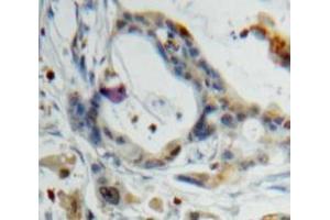 IHC-P analysis of Pancreas tissue, with DAB staining. (PPY Antikörper  (AA 30-87))