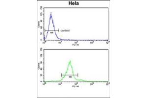 Flow cytometry analysis of Hela cells using GALNT2 Antibody (N-term) Cat.