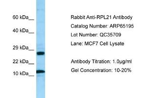 Western Blotting (WB) image for anti-Ribosomal Protein L21 (RPL21) (Middle Region) antibody (ABIN971603) (RPL21 Antikörper  (Middle Region))