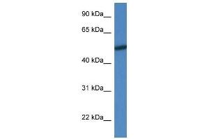 Western Blot showing Mapk10 antibody used at a concentration of 1. (MAPK10 Antikörper  (N-Term))